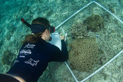 marine conservation jobs abroad